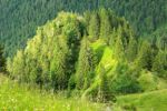 2014-07-05_Laengental-N-Hochweg (826)b. JPG